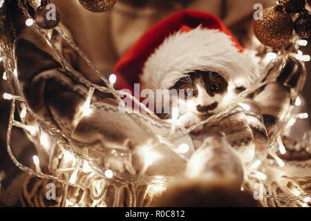 Cute kitty in santa hat sitting in basket with lights and ornaments under christmas tree in festive room, looking at dog friend. Merry Christmas conce Stock Photo