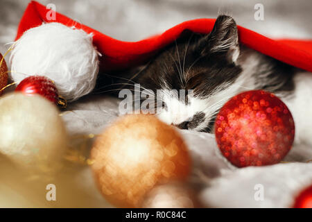 Merry Christmas concept. Cute kitty sleeping in santa hat on bed with gold and red christmas baubles in festive room. Atmospheric image. Season's gree Stock Photo