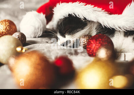 Merry Christmas concept. Cute kitty sleeping in santa hat on bed with gold and red christmas baubles in festive room. Atmospheric image. Season's gree Stock Photo