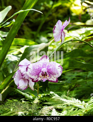 Bunch of phalaenopsis (moth shaped) orchids at Botanical garden in Hilo, Hawaii. White petals with purple accents and pink speckles; ferns and green l Stock Photo