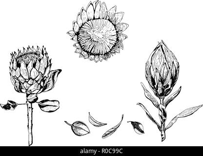 Vector illustration of king protea flowers, buds and leaves. Protea, South Africa symbol, isolated on white background, hand drawn in black and white. Stock Vector