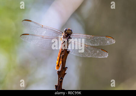 Closeup of dragonfly perched on a tall plant in Arizona's Sonoran desert. Details visible in the transparent wings and head. Stock Photo