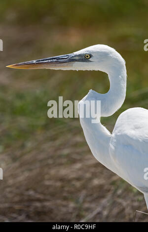 great egret gets a close up head shot, holbox, mexico. Stock Photo