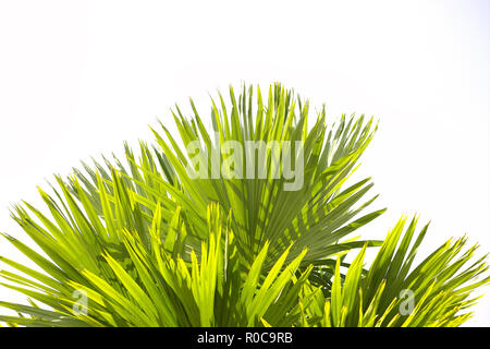 Green palm leaf and branches from under tree on white using as background and wallpaper