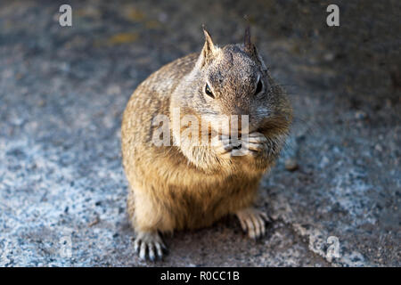 Close-up of a fox squirrel standing on a mountain. Stock Photo