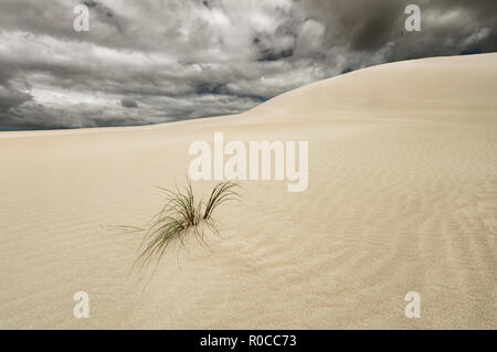 Dunes of Little Sahara on Kangaroo Island. Stock Photo