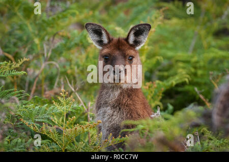 The Western Grey Kangaroo is large species, living mostly in the southern parts of Australia. Stock Photo