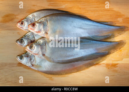 Clown knifefish on wood Stock Photo