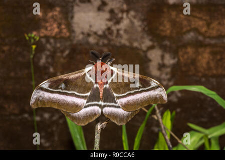 Giant Madagascar emperor moth Stock Photo