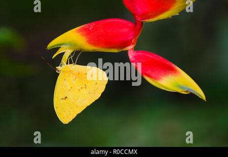 Yellow butterfly macro close-up sitting upside down on the hanging tropical flower Heliconia (Heliconia pendula) against a green out of focus backgrou Stock Photo