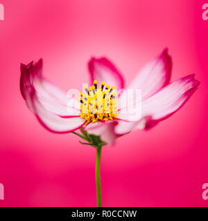 Red purple pink wild flower “Wild Cosmos Flower” (Cosmos bipinnatus) blooming during Spring and Summer closeup macro photo isolated in vignetting pink Stock Photo