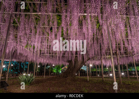 Wisteria 'Fuji' flowers in bloom during spring in Japan Stock Photo