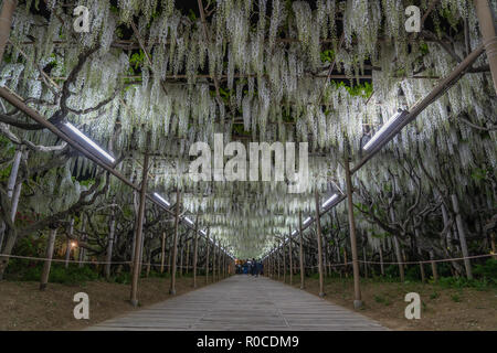 Wisteria 'Fuji' flowers in bloom during spring in Japan Stock Photo