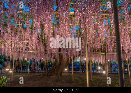 Wisteria 'Fuji' flowers in bloom during spring in Japan Stock Photo