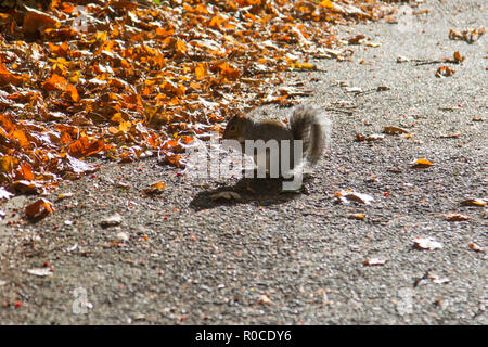 Squirrel sitting on a footpath  amongst autumn leaves eating a nut on a sunny day in England Stock Photo