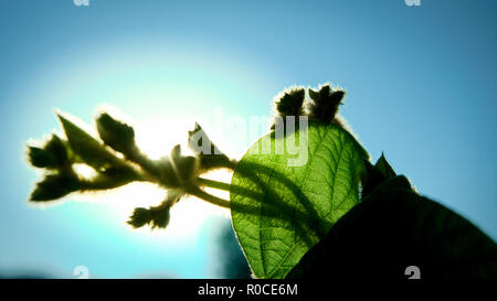 Morning sun shines through fresh leaves. Stock Photo