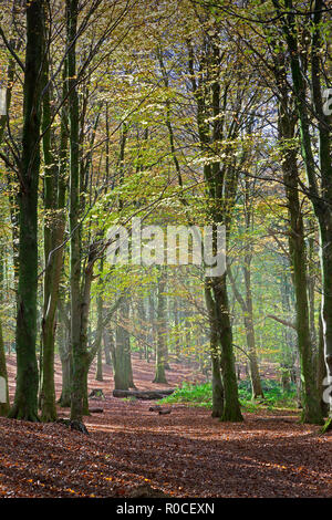 Autumn morning forest walk in beech forest with carpet of leaves and sun streaming through trees, Wales, UK