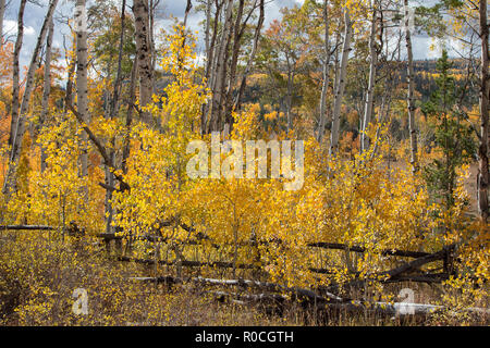 Autumn aspen trees along Battle Pass Scenic Byway in Wyoming Stock Photo