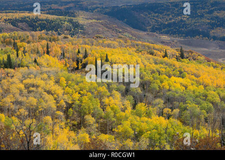 Autumn aspen trees along Battle Pass Scenic Byway in Wyoming Stock Photo