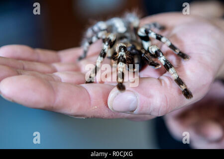 Tarantula in keepers hands Stock Photo