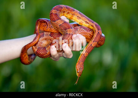 Corn Snake coiled around owners hand against green background Stock Photo