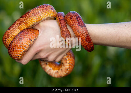 Corn Snake coiled around owners hand against green background Stock Photo