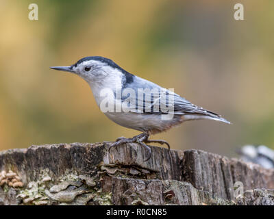 White-breasted nuthatch at Tylee Marsh, Rosemere, Quebec, Canada Stock Photo