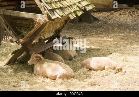 Ushant sheep or moutons d'Ouessant at Guédelon Castle, Treigny, Yonne, Burgundy, France Stock Photo