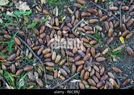 acorns in the forest, background or texture Stock Photo