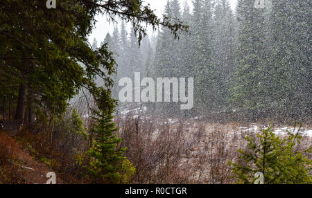 breath taking scenes in the Alberta wild Stock Photo