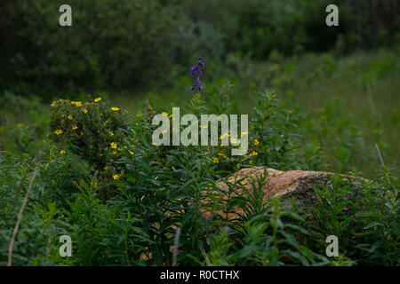 breath taking scenes in the Alberta wild Stock Photo