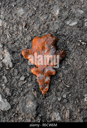 Golden Oak Leaf fallen on ground Stock Photo