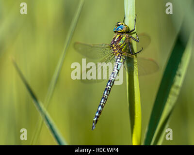 Male Hairy Dragonfly (Brachytron pratense) perched on a leaf in the early morning sun Stock Photo
