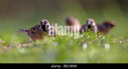 Family of Tree sparrow (Passer montanus) foraging on the ground in an ecological garden with green background Stock Photo