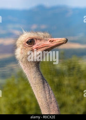 The Ostrich or Common Ostrich (Struthio camelus) is either one or two species of large flightless birds native to Africa Stock Photo