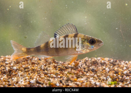 The European perch (Perca fluviatilis) is found in Europe and Asia. This species is typically greenish in color with dark vertical bars on its sides w Stock Photo