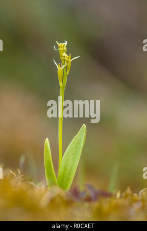 Fen orchid (Liparis loeselii) in the natural habitat of a protected nature reserve Stock Photo