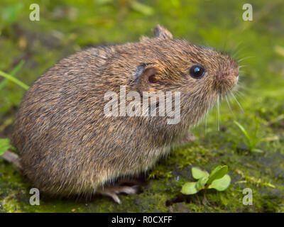 Vield vole (Microtus agrestis)  sitting Stock Photo