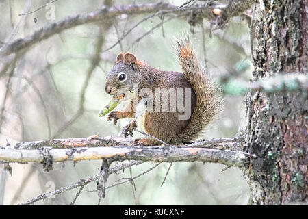 A squirrel in a spruce tree eating a pine cone Stock Photo