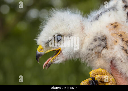 Buzzard chick (Buteo buteo) taken out of the nest for research and measurements Stock Photo