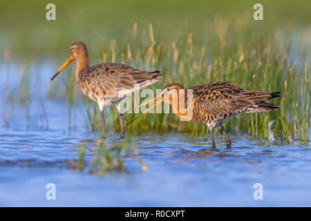 Pair of Black-tailed Godwit (Limosa limosa) with male in the front and female in rear. This is one of the wader bird target species in dutch nature pr Stock Photo
