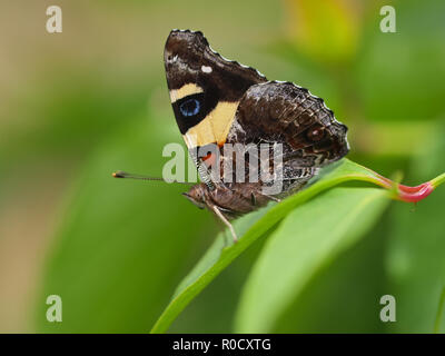 Beautiful Wild Butterfly - Feeding on Flowers Stock Photo