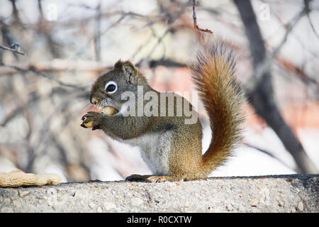 A squirrel munches on a peanut while sitting on a wall Stock Photo