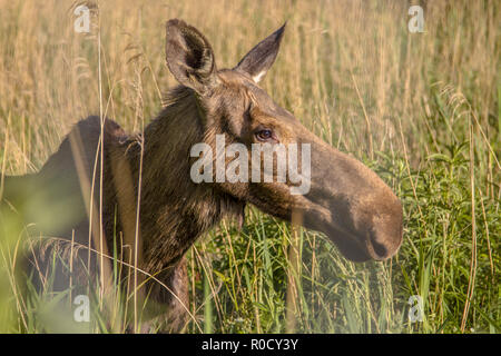 The moose (North America) or Eurasian elk (Europe), Alces alces, is the largest extant species in the deer family Stock Photo