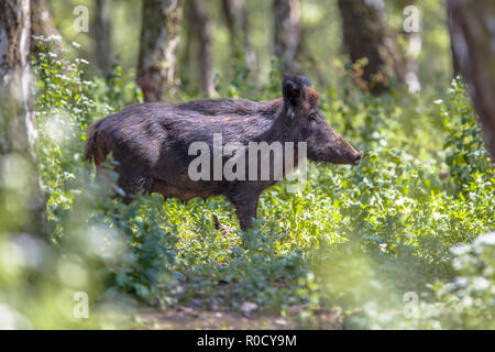 Female Wild Boar (Sus scrofa) walking in a forest woodland Stock Photo