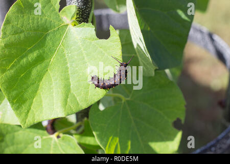 A Pipevine Swallowtail caterpillar (Battus philenor) resting on a Woolly Dutchman's Pipe leaf (Aristolochia tomentosa), Maryland, United States Stock Photo