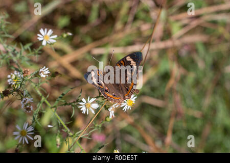 A Common Buckeye butterfly (Junonia coenia) nectaring on white heath aster (Symphyotrichum ericoides), Maryland, United States Stock Photo