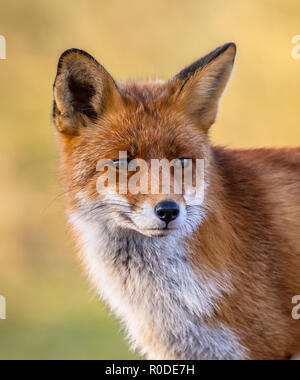A full resolution portrait of the head of a red fox male (Vulpes vulpes)  in natural environment with yellow background. This beautiful wild animal of