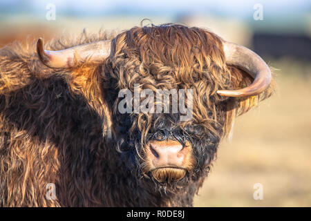 Funny looking asymmetrical horns on a Highland cattle calf in the Lauwersmeer National Park in the Netherlands Stock Photo