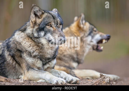 The Eurasian Gray Wolf (Canis lupus lupus) is the most specialised member of the genus Canis, as demonstrated by its morphological adaptations to hunt Stock Photo